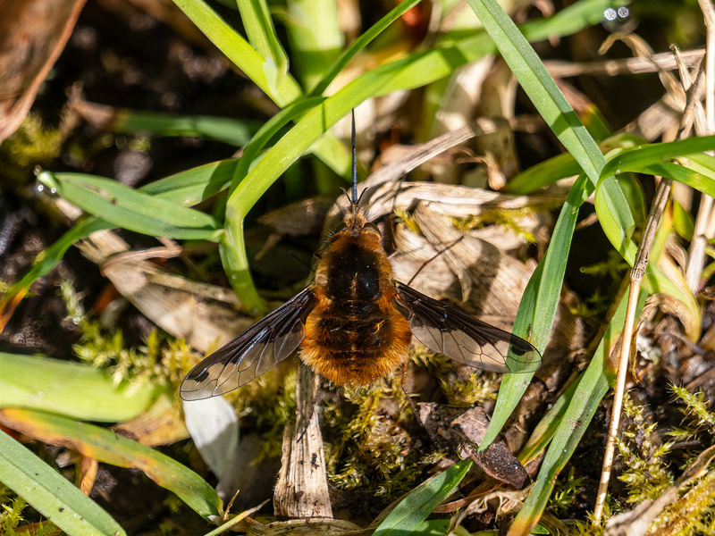 Dark-edged Bee-fly - Latest photos