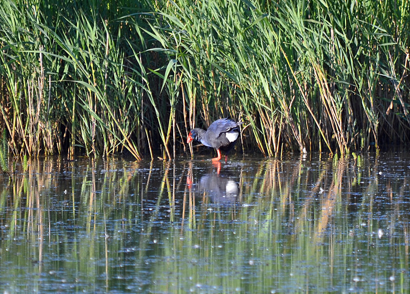 (Western) Purple Swamphen - Crakes and rails
