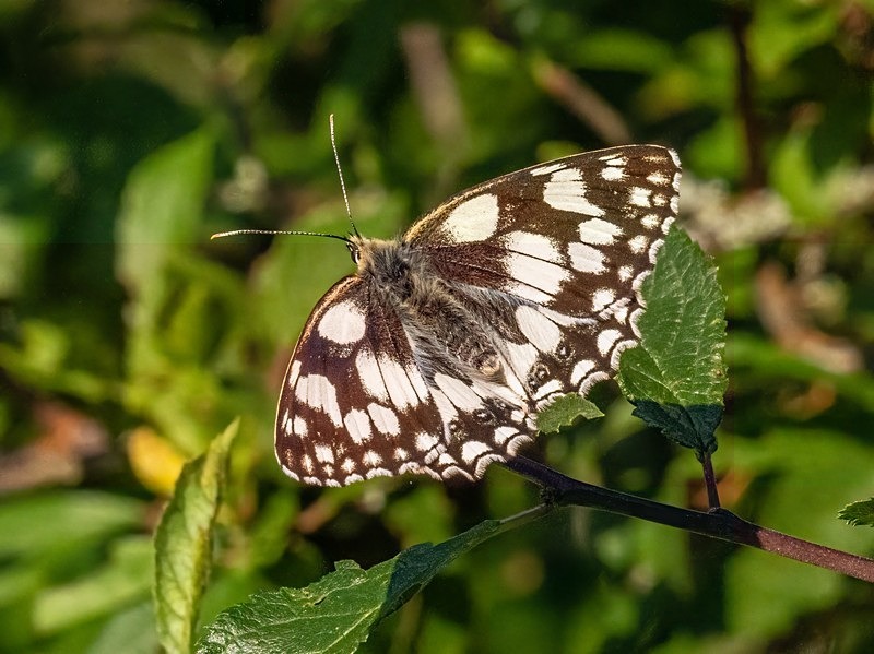 Marbled White - Butterflies