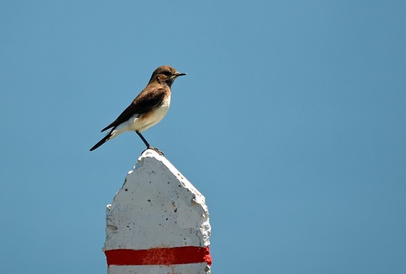 Pied Wheatear - Bulgaria
