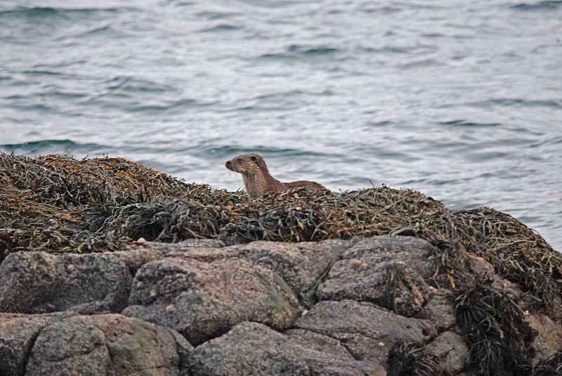 Otter - Otters