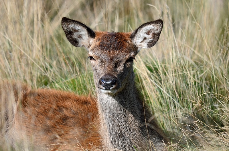 Red Deer - Red Deer