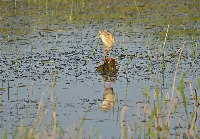 Squacco Heron - Hungary