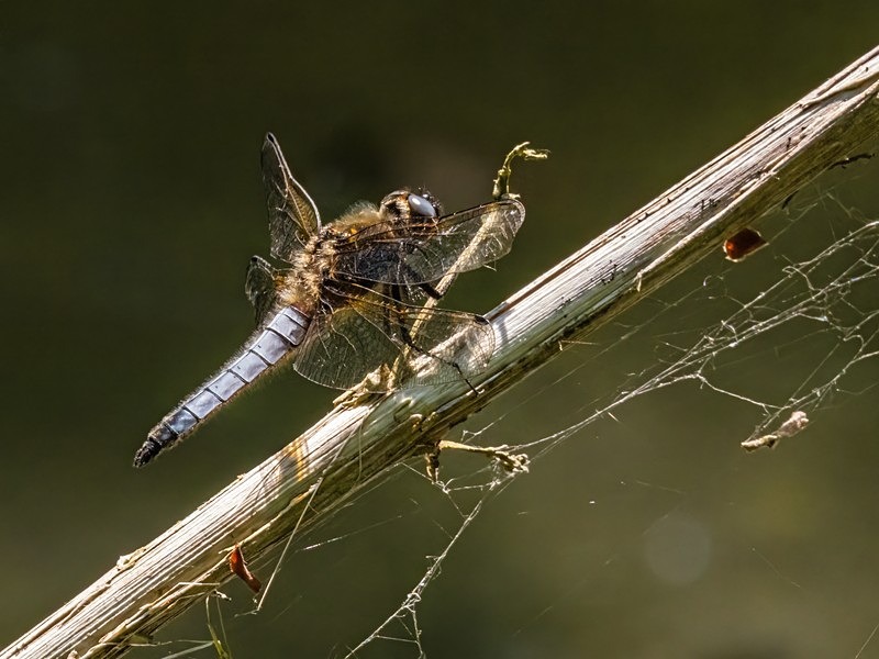 Scarce Chaser - Dragonflies and damselflies