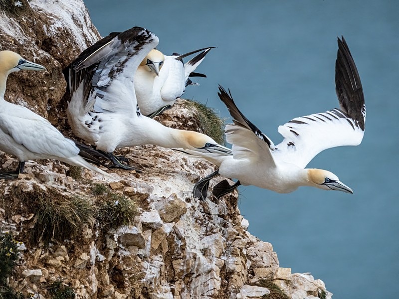 Gannets - Gannets