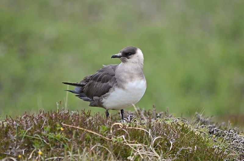 Arctic Skua - Skuas and shearwaters