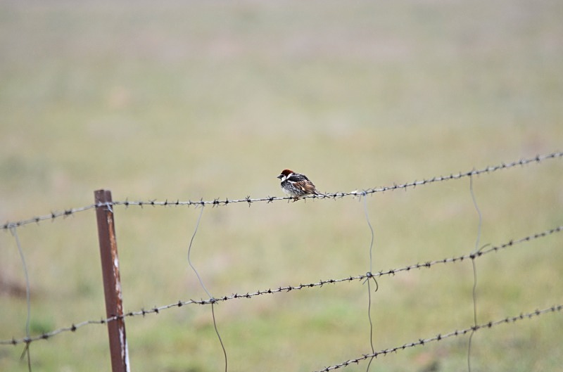 Spanish Sparrow - South and west Spain - April and May 2012