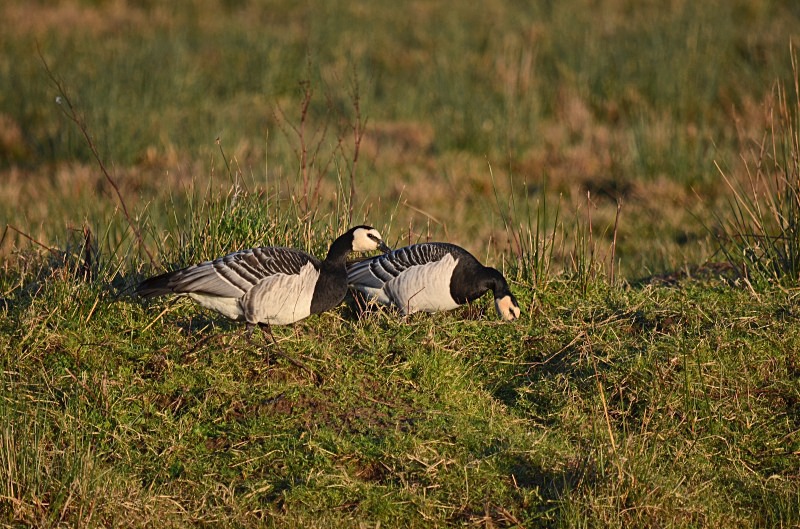 Barnacle Geese - Black geese