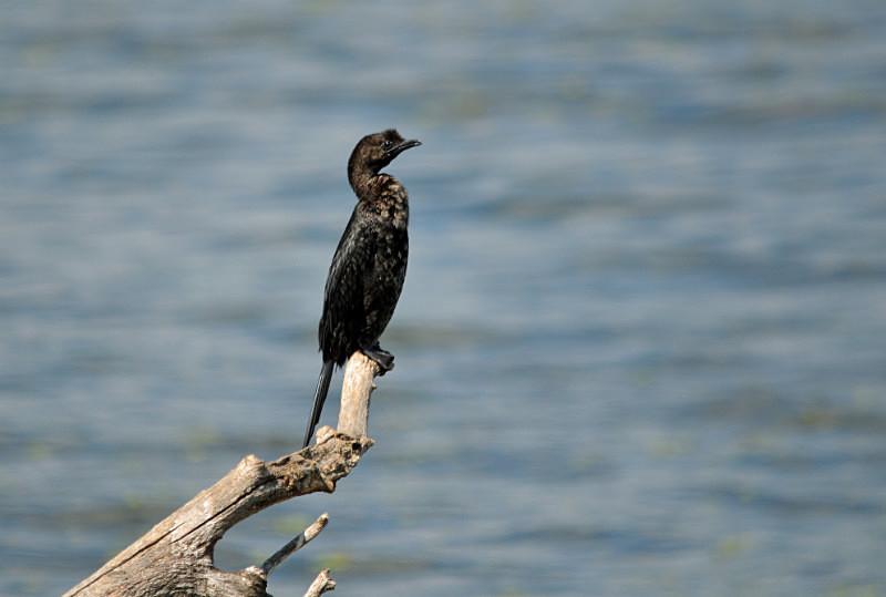 Pygmy Cormorant - Central Macedonia