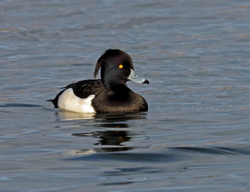 Tufted Duck - Diving ducks