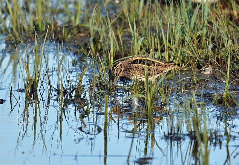 Jack Snipe - Snipes and woodcocks