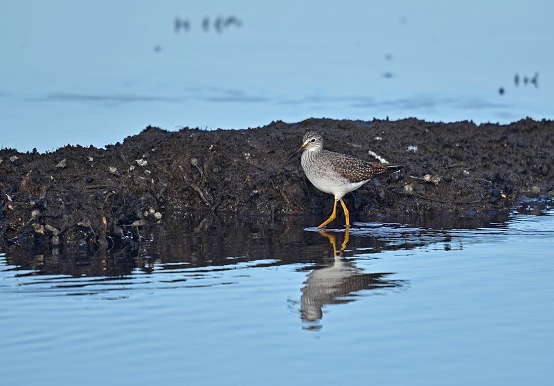 Lesser Yellowlegs - Sandpipers