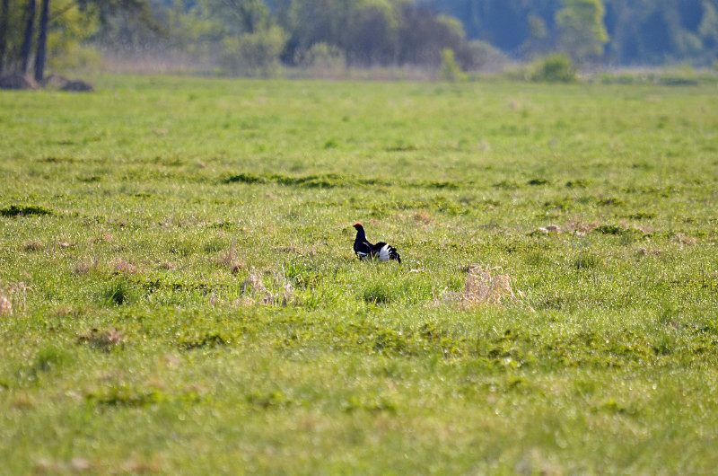 Black Grouse - Estonia