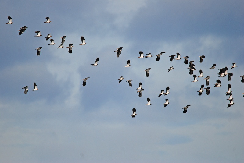 Lapwings - Catalunya