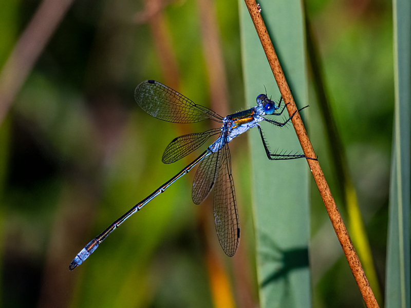 Emerald Damselfly - Latest photos