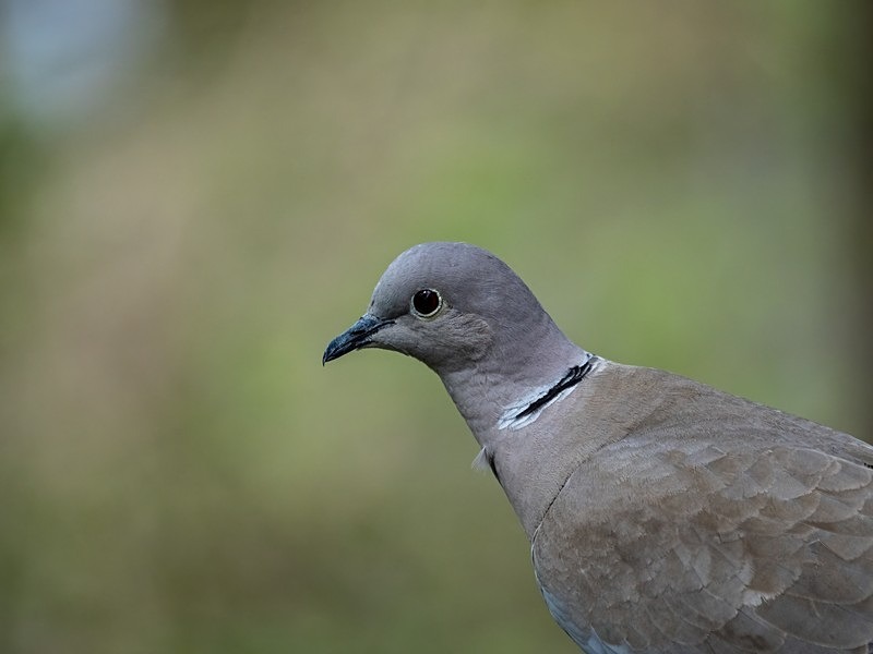 Collared Dove - Pigeons and doves
