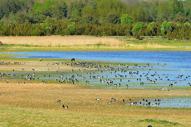 Matsalu National Park, Estonia - Estonia