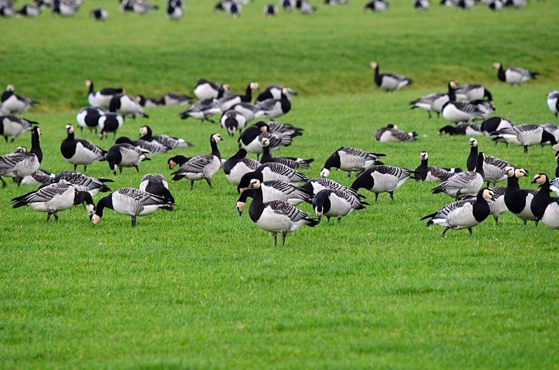 Barnacle Geese - Netherlands - December 2019