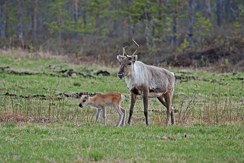 Reindeer - North Finland and north Norway - May and June 2009