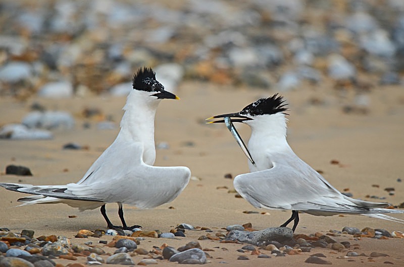 July 2014 - Sandwich Terns - Photos of the month