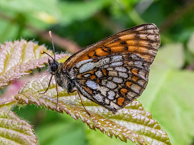 Heath Fritillary - Latest photos