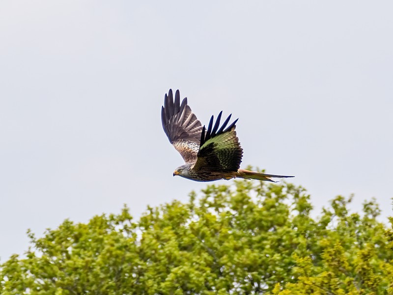 Red Kite - Birds of prey