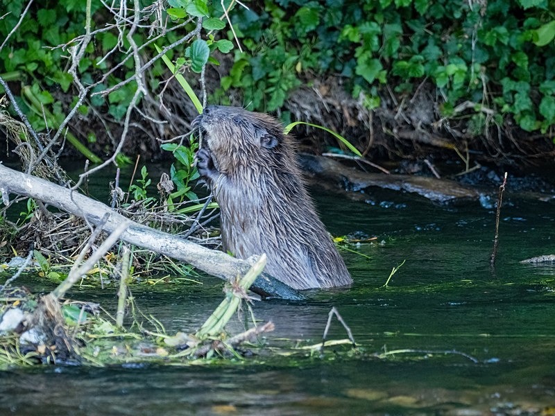 Eurasian Beaver - Eurasian Beaver