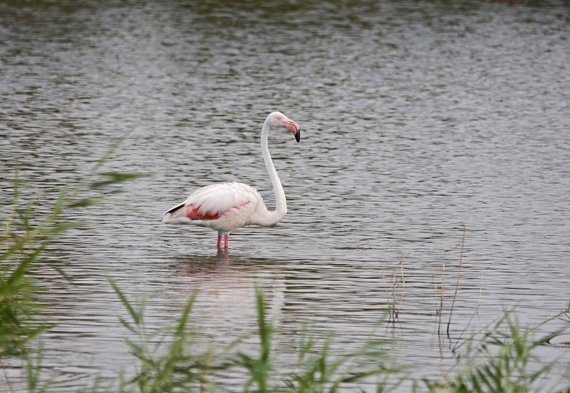 Greater Flamingo - South Spain - September 2013