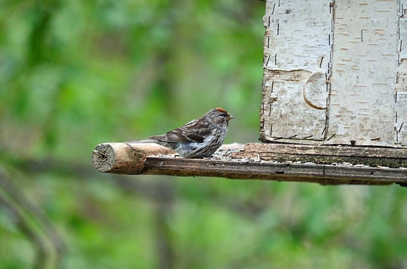 Mealy Redpoll - North Finland - part 1