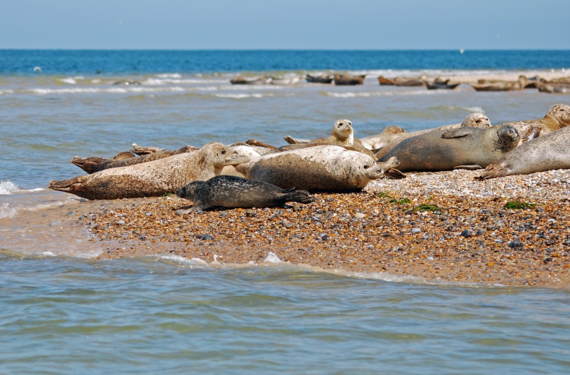 Common Seals - Common Seals