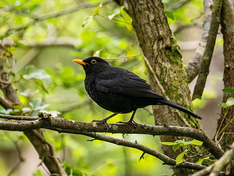 Blackbird - Latest photos