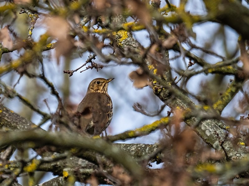 Song Thrush - Thrushes