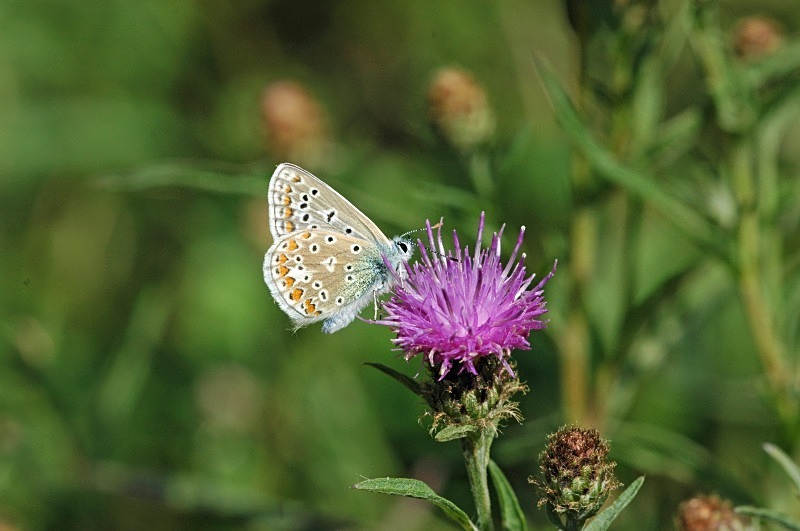 Common Blue - Butterflies