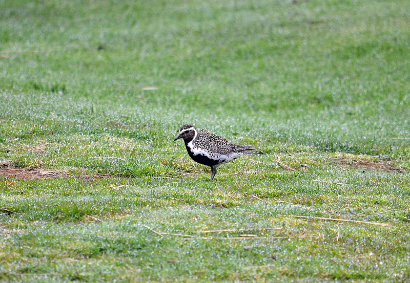Golden Plover - North east Iceland