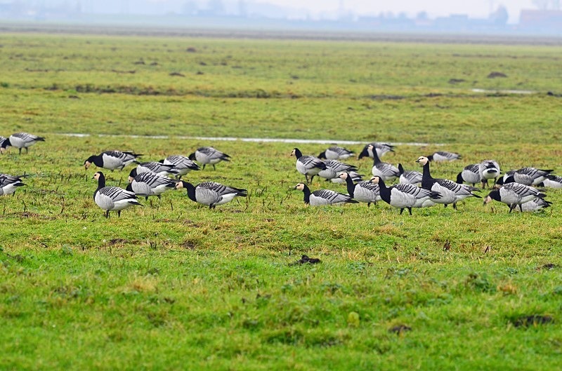 Barnacle Geese - Netherlands - December 2019