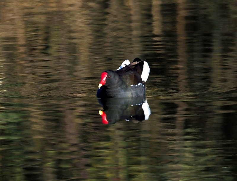 Moorhen - Crakes and rails