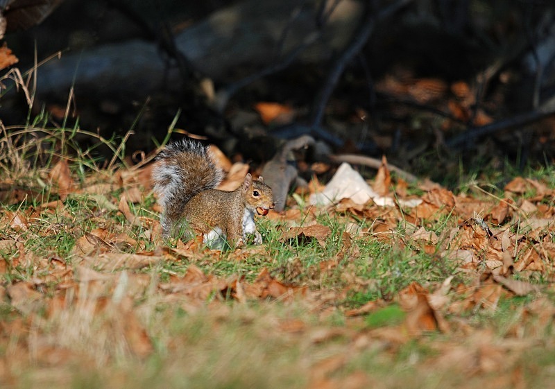 Grey Squirrel - Grey Squirrels