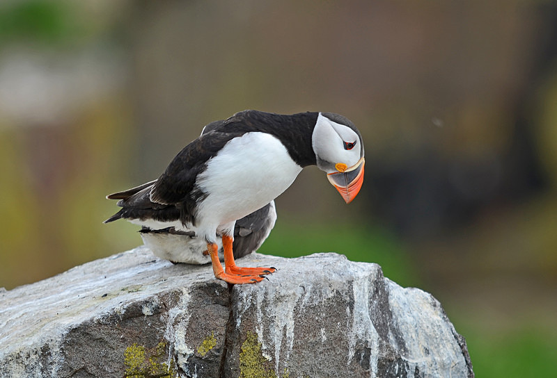 Puffin - Puffins