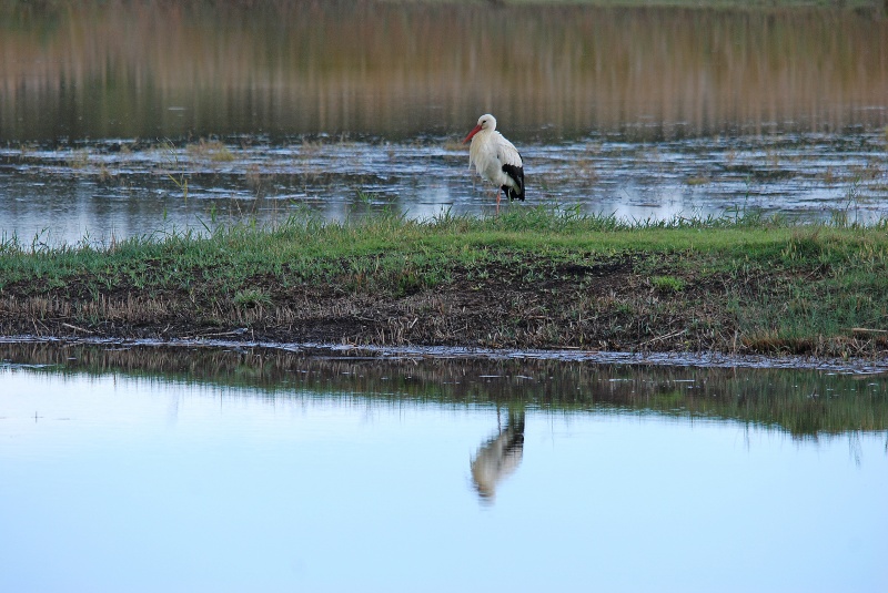 White Stork - Catalunya