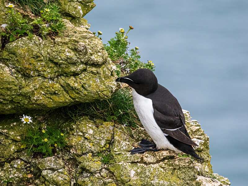 Razorbill - Latest photos