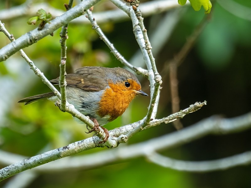 Robin - Robins