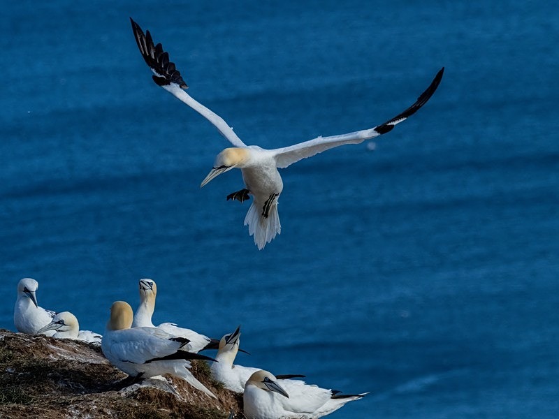 Gannets - Gannets