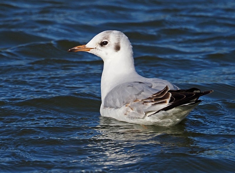 Black-headed Gull - Gulls