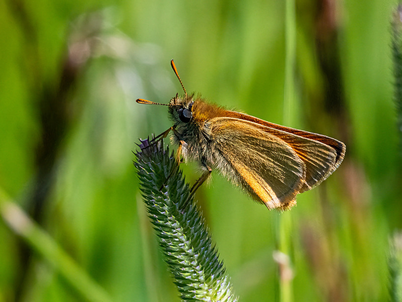 Large Skipper - Latest photos