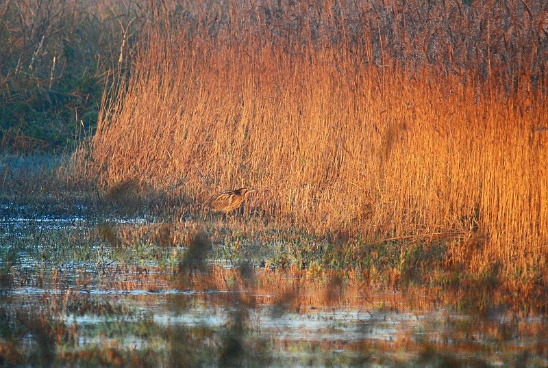 Bittern - Herons and egrets