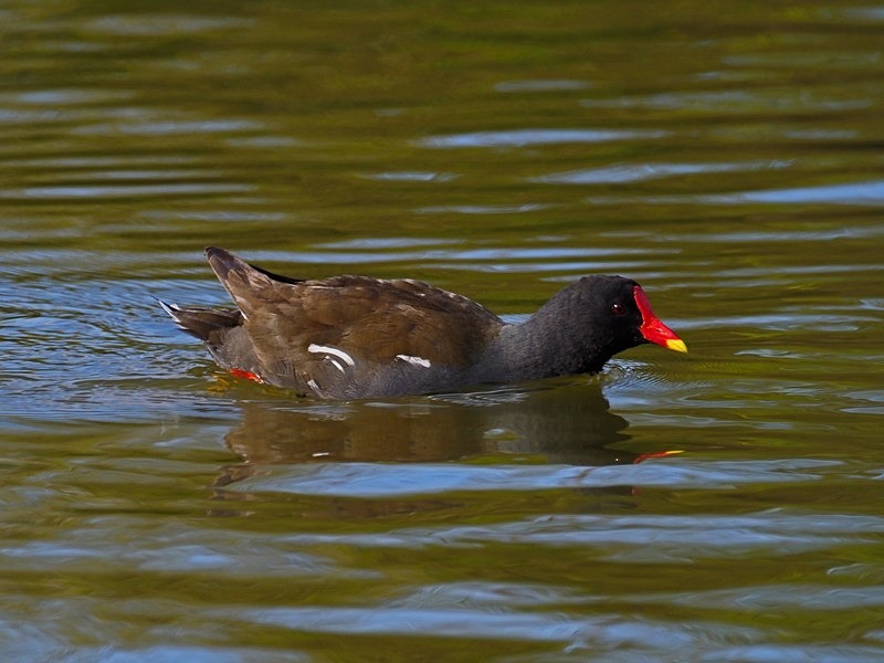 Moorhen