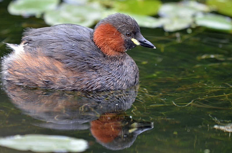 Little Grebe - Grebes