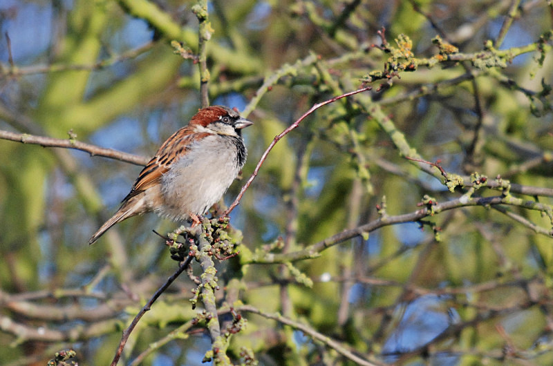 House Sparrow - Sparrows