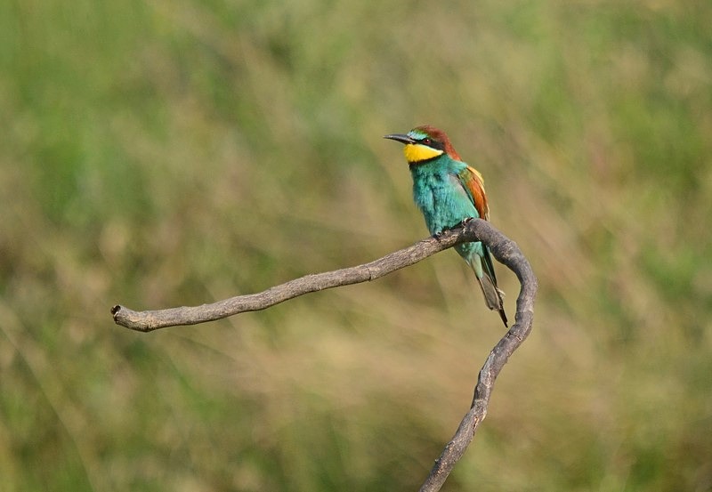 European Bee-eater - Bulgaria