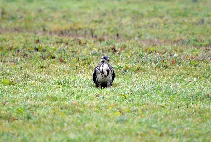 Common Buzzard - Netherlands - December 2019